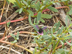 Xylocopa darwini