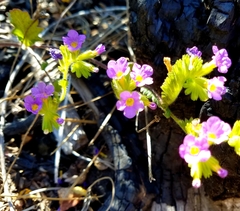 Phacelia keckii