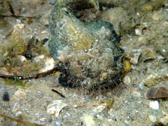 Batrachomoeus dubius