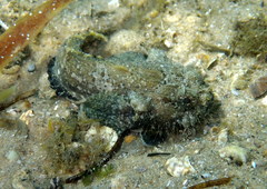 Batrachomoeus dubius