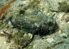 Batrachomoeus dubius