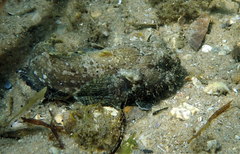 Batrachomoeus dubius