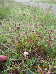 Juncus caespiticius