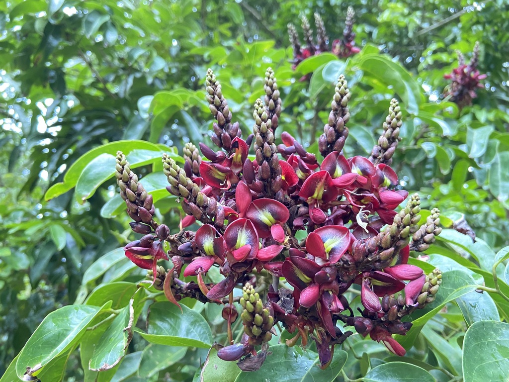 Adinobotrys