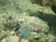 Batrachomoeus dubius