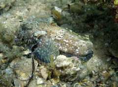 Batrachomoeus dubius