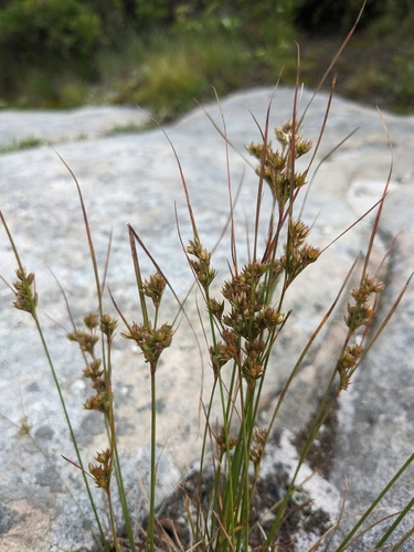 Image of Juncus dichotomus by (c) Alaina Krakowiak, some rights reserved (CC BY)
