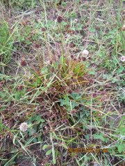 Juncus caespiticius