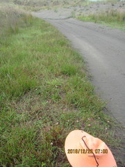 Juncus caespiticius