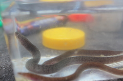 Uropterygius micropterus