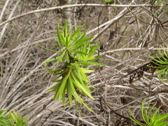 Darwiniothamnus tenuifolius
