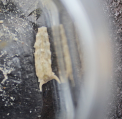 Plakobranchus ocellatus