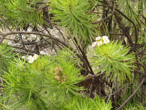 Image of Darwiniothamnus tenuifolius by (c) Leonel Roget, some rights reserved (CC BY)