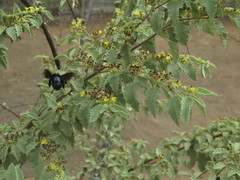 Xylocopa darwini