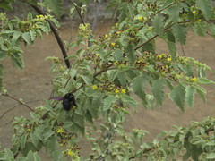 Xylocopa darwini