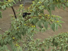 Xylocopa darwini