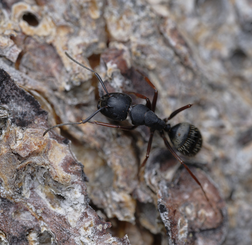 iNaturalist observation photo of Western Black Carpenter Ant