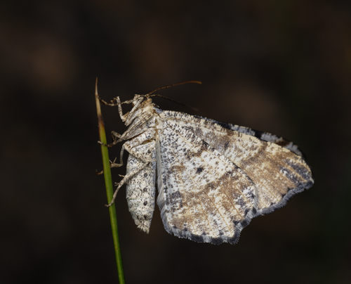 iNaturalist observation photo of Macaria