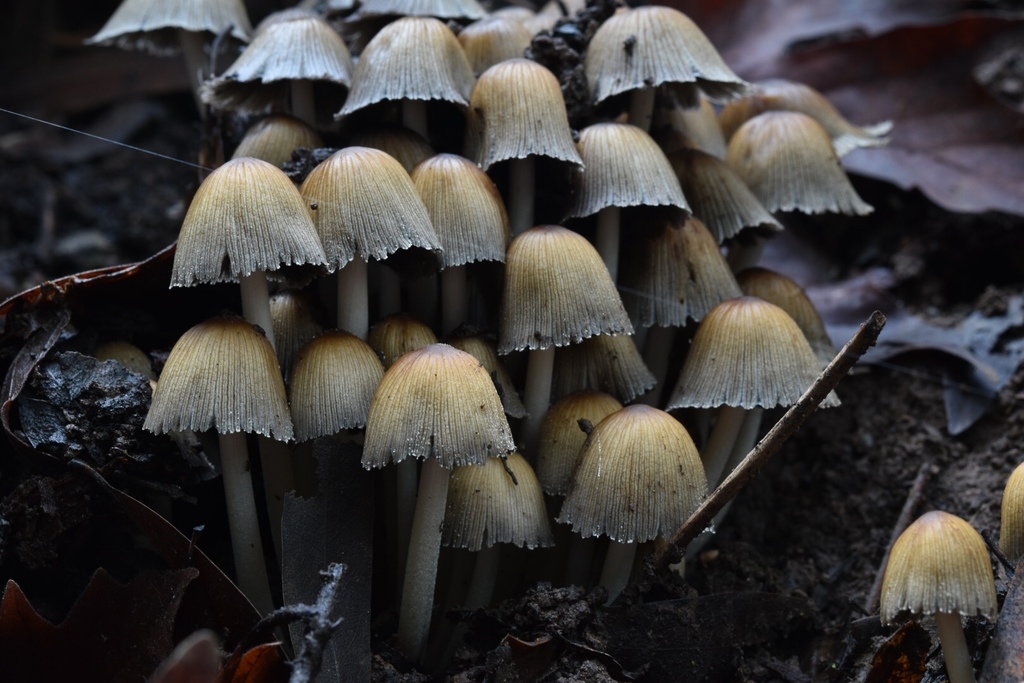 mica cap (Coprinellus micaceus)