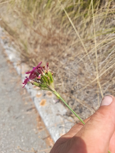 Image of Dianthus balbisii by (c) etrusko25, some rights reserved (CC BY)