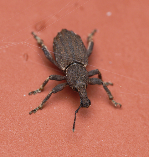 iNaturalist observation photo of Dyslobus