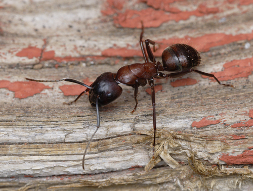 iNaturalist observation photo of Camponotus sansabeanus