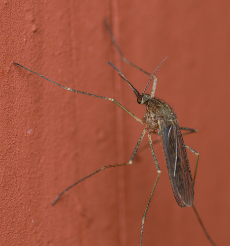 iNaturalist observation photo of Culicine Mosquitoes
