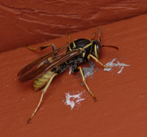 iNaturalist observation photo of Golden Paper Wasp
