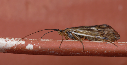 iNaturalist observation photo of Caddisflies
