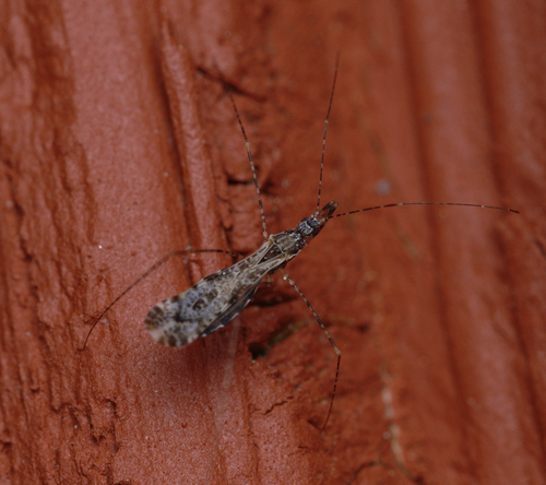 iNaturalist observation photo of Empicoris