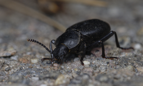 iNaturalist observation photo of Blapylis
