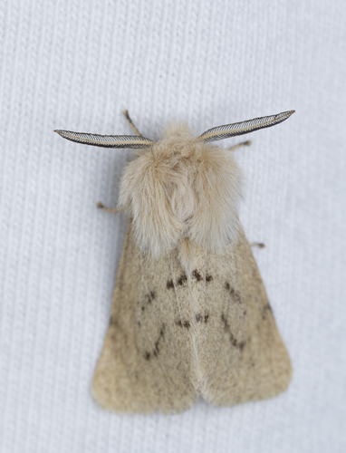 iNaturalist observation photo of Wandering Tiger Moth