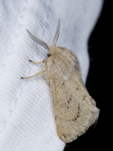iNaturalist observation photo of Wandering Tiger Moth