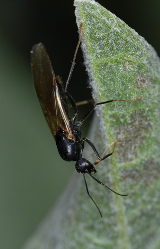 iNaturalist observation photo of Carpenter Ants, Typical Sugar Ants and Allies