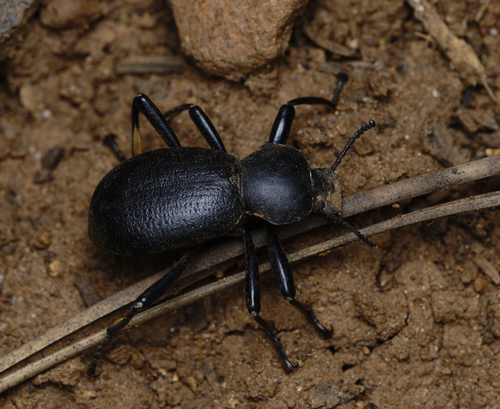 iNaturalist observation photo of California Broad-necked Darkling Beetle