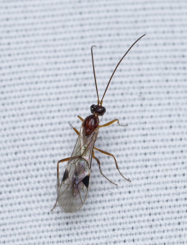 iNaturalist observation photo of Narrow-waisted Wasps, Ants, and Bees