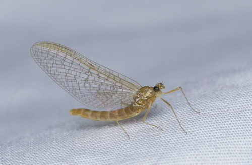 iNaturalist observation photo of Stream Mayflies