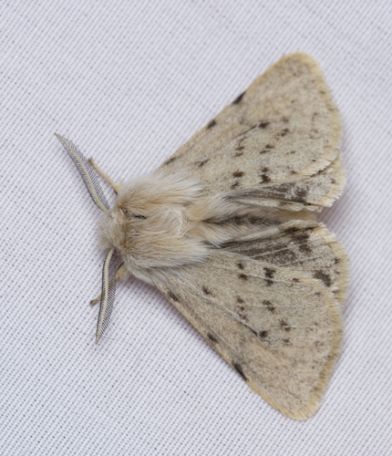 iNaturalist observation photo of Wandering Tiger Moth