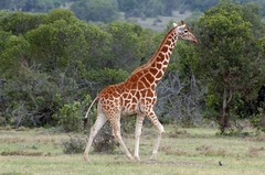 Giraffa camelopardalis reticulata
