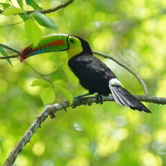 Ramphastos sulfuratus image