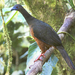 Sickle-winged Guan - Photo (c) Dave Wendelken, some rights reserved (CC BY-NC), uploaded by Dave Wendelken