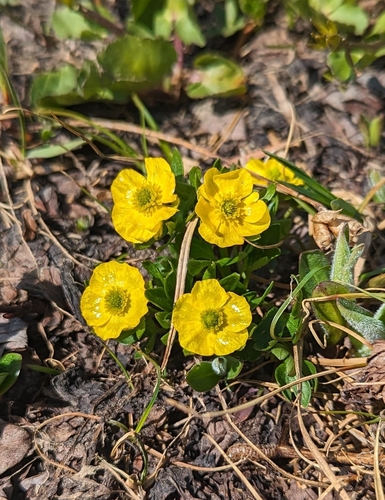 Image of Ranunculus eschscholtzii by (c) Caleb Catto, some rights reserved (CC BY)