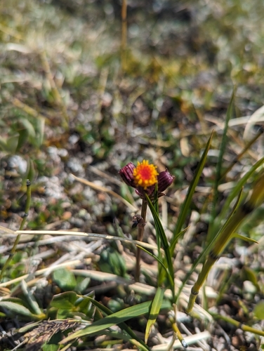 Image of Packera pauciflora by (c) Caleb Catto, some rights reserved (CC BY)