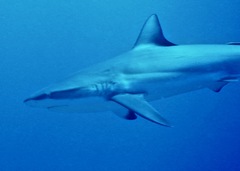Carcharhinus perezii