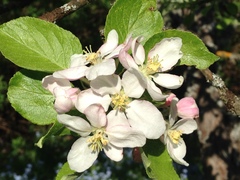 Malus domestica
