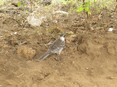 Mimus parvulus parvulus