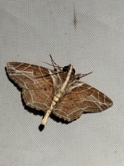 Dolichosomastis dorsilinea