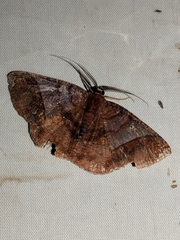 Thysanopyga abdominaria