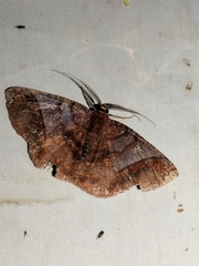 Thysanopyga abdominaria