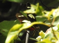 Heliconius antiochus